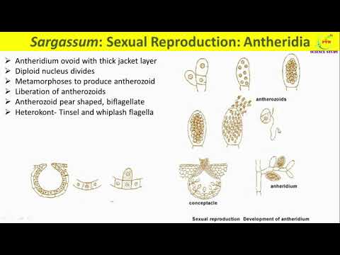 Sargassum Reproduction/Vegetative and Sexual reproduction in Sargassum/life cycle/economic importanc