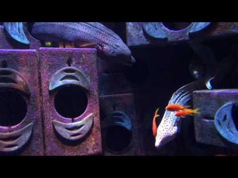 The Lost Chambers Aquarium | Atlantis The Palm Dubai