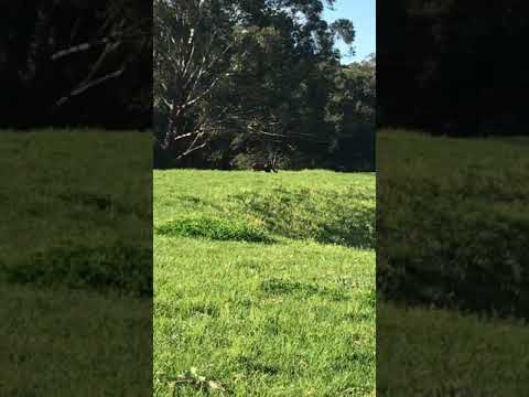 Black Panther sighting in Wahroonga NSW