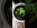 JADE PLANT                                     #jade #repotting #🍀 #viral❤️#homegrown