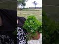 #funny #comedy #vlog #song #bhojpuri #life #trendingshorts #youtubeshorts #trending #village