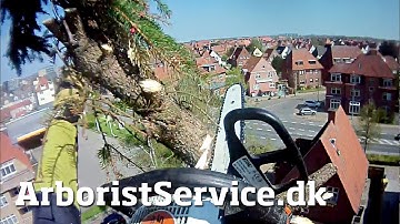 Tree removal over roof - Træfældning Odense og Fyn - Tree climbing Arborist - Træklatring