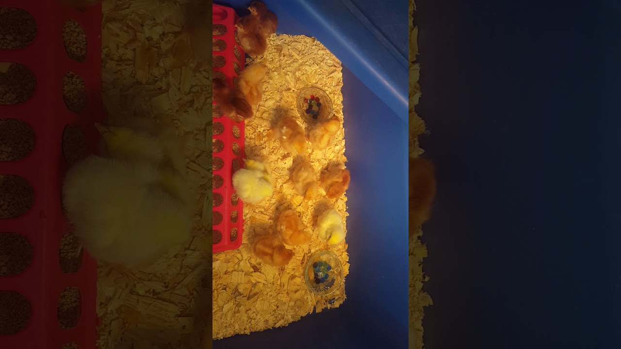 Little nuggets? YouTube