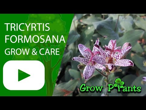 Tricyrtis formosana - grow & care (Toad lily)