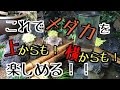 【空中遊泳】メダカを 「上からも！横からも！」 楽しむ方法！