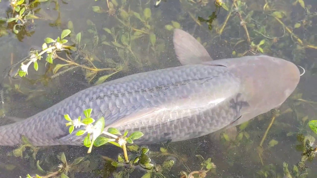 Fish hunting // Rohu fishing // Gucha gal fishing // Amazing fishing//