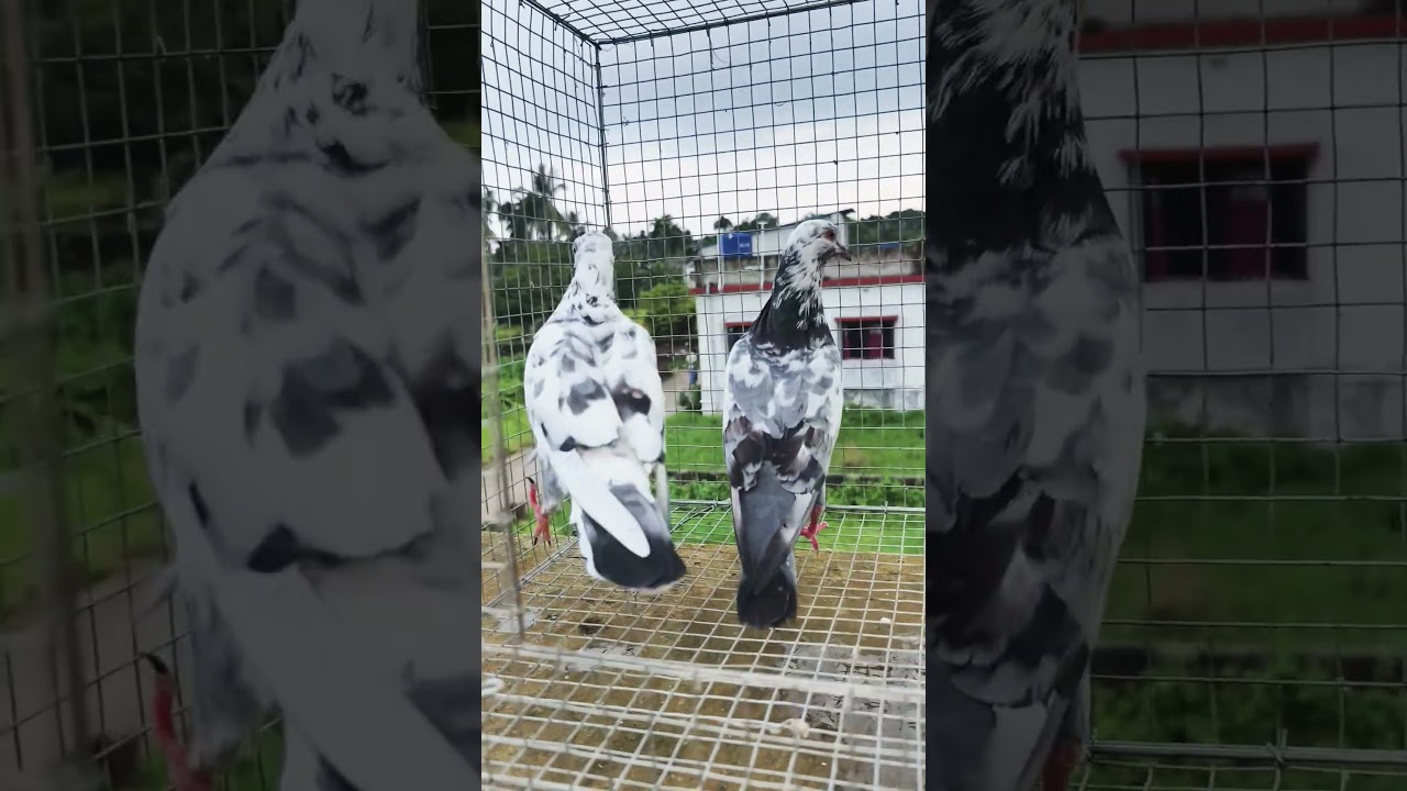 Top quality Andhra pigeon 🔥