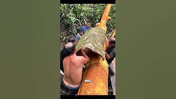 Hoe wordt kaneel eigenlijk gemaakt?