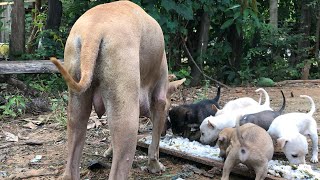Dogs feeding their puppies