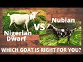 NIGERIAN DWARF GOATS, Why I LOVE this breed & YOU should TOO! NIGERIAN DWARF GOATS vs NUBIAN GOATS!?