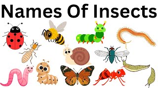 Names Of Insects With Pictures for Kids | Insects Vocabulary in English For Children |