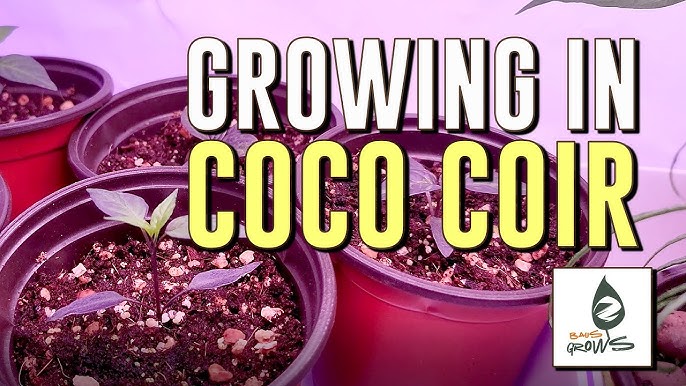 Coconut Coir Potting Mix Recipe - Coco Coir, Compost, Perlite or  Vermiculite 