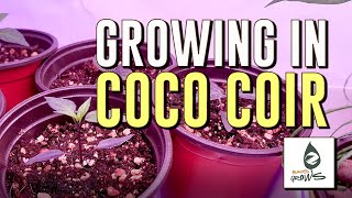 Famous How to prep COCO COIR for indoor growing! Profile