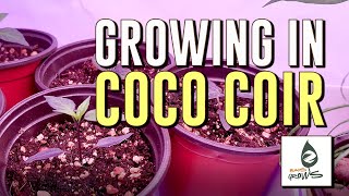 How to prep COCO COIR for indoor growing!