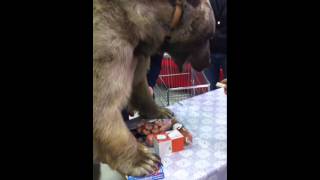 Настоящий медведь в супермаркете!!! (часть 2) Настоящий медведь в супермаркете!!! (часть 2)