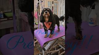 Cavalier king Charles Spaniel grooming before & after.