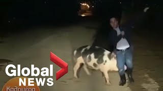 Large Pig Chases, Bites Greek Journalist On Live Tv