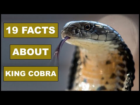 19 Awesome Facts About KING COBRA | Animal Globe