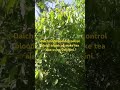 #Dalchini plant flowes#garam masala shorts#trending#plant#nature#santoshnagekar