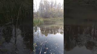 ✔🎣Рыбалка на карася🐟 Часть 4✔ #fishing #карась #рыбалка #deeprussia