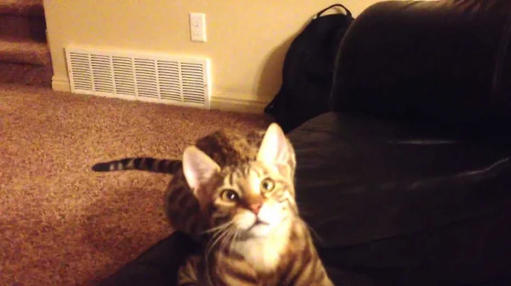 Watch the video about Savannah F6 cat playing fetch