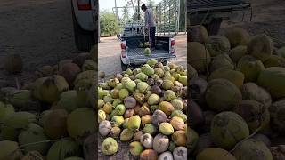 How to Extract Coconut Meat from Coconut Farm