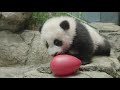 #PandaStory: Tumbles and Toys