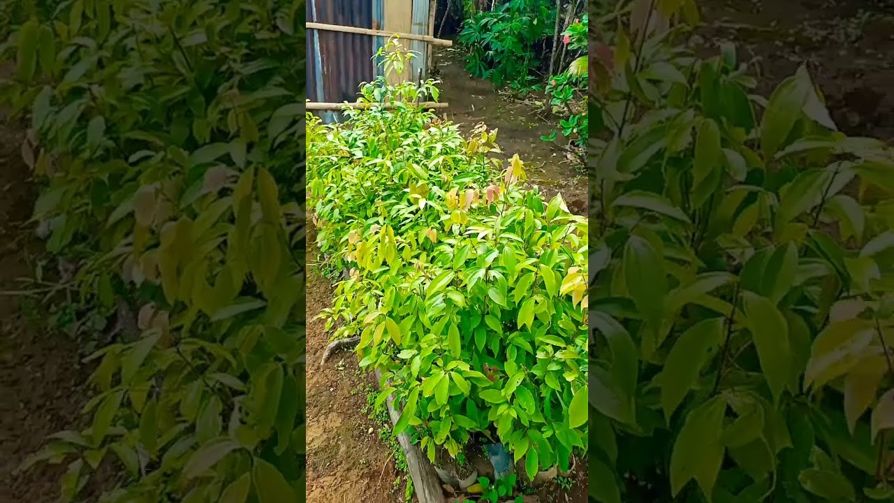 bibit kayu manis siap pindah ke lahan