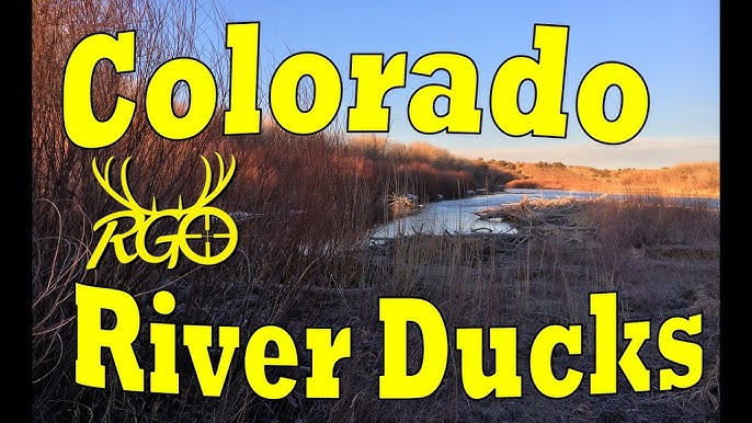 Zeb the Duck Sees What at Park Meadows Mall? – Colorado Traveling Ducks