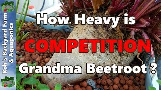 How Heavy Is Grandma Beetroot? A Guessing Comp. Closes 9th NOVEMBER 2016
