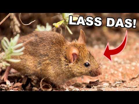 Mouse Infestation in the Garden: These Typical Mistakes Are Attracting Them RIGHT NOW!