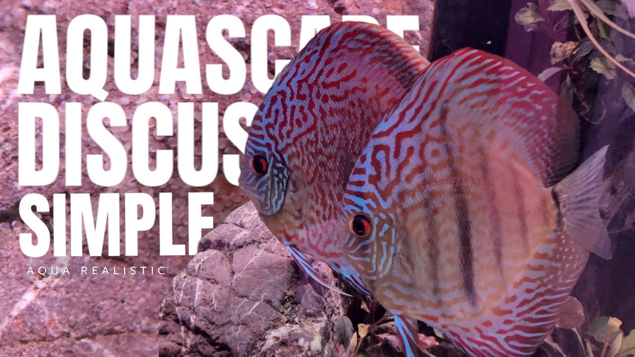 Aquascape Simpel ikan Discus Nyetting Tanpa Kuras Air ‼️ YouTube