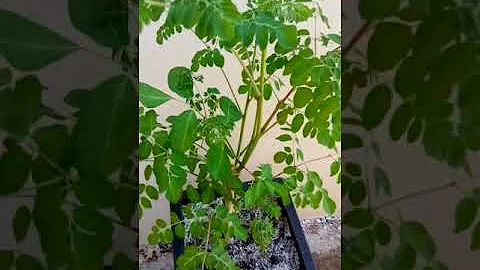 Como fazer o chá da folha de moringa?