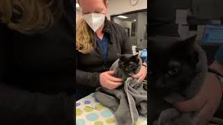 Giving oral liquid medication to cats