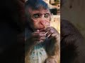 #monkey #monkeysr #monkeysr #animals #babymo #babymonkey #cute #funny #babyanimal #baby #babybunny