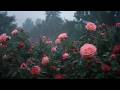 Heavy Rain On The Rose Garden Deep Rain Sounds For Sleep In The Dark Forest No Music 3 Hours 