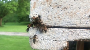 Heavy scouting behavior at swarm trap, Iowa