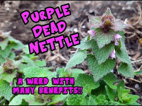 וִידֵאוֹ: מידע על צמח Deadnettle: מהי Deadnettle מנוקדים?