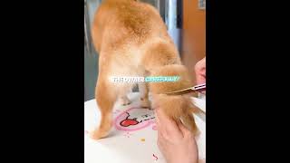 From Heart Tail to Fluffy Laddu Ball! 🥺🍡 #cute