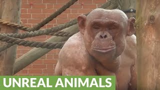 Fighting Hairless Chimpanzees Cause Tense Scene At Zoo