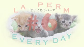 世界一の子猫の成長日記　まいにちラパーマ LaPerm Everyday vol. 6