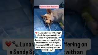 Consider donating to save Luna to get treatment urgent 🚨 donate now #pleasedonate