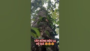 CÂY RỪNG ĐỘC LẠ VÔ GIÁ TRONG RỪNG SÂU.