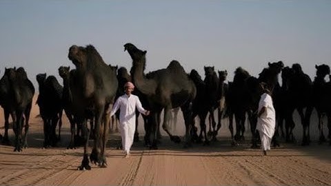 تلاوة بهيّة لسورة فاطر | علاء المزجاجي