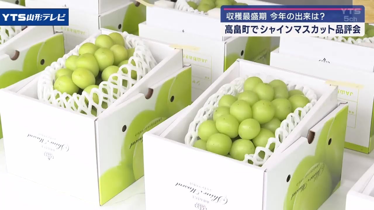 上品な甘みシャインマスカット、高畠町で品評会 - YouTube