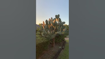 Thumbnail of On the hunt of the Huge cactus, so beautiful