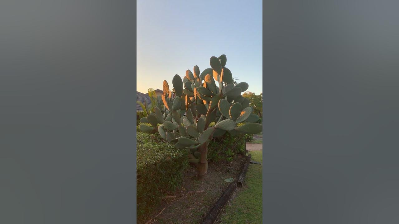 On the hunt of the Huge cactus, so beautiful