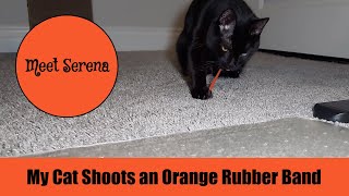 My Cat Shoots an Orange Rubber Band by Serena the kAt 137 views 1 month ago 3 minutes, 58 seconds