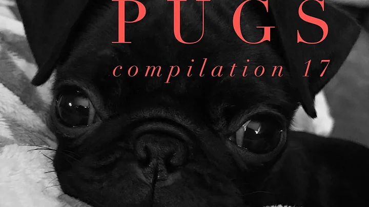 Funny Dogs but only Pug Videos - Pug Compilation 17 | instapugs - Funny Animals