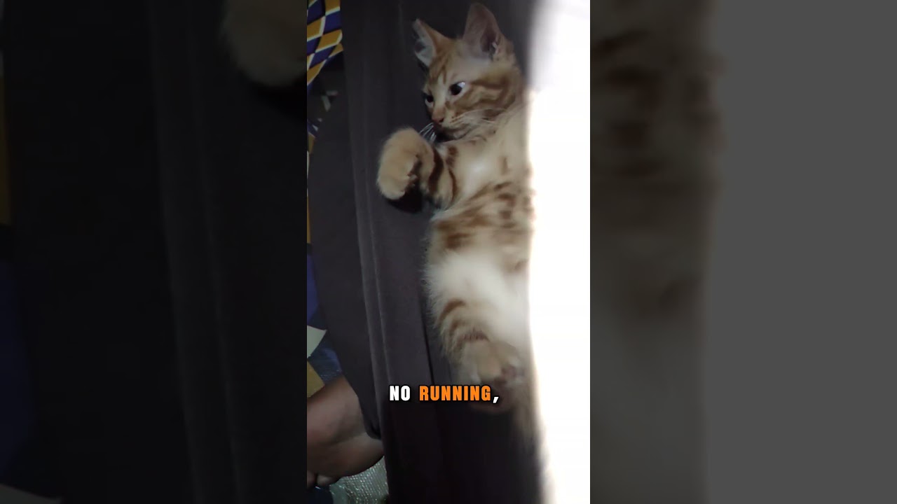 Ничего не делает, но всё равно милый 